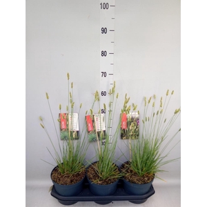 Sesleria nitida