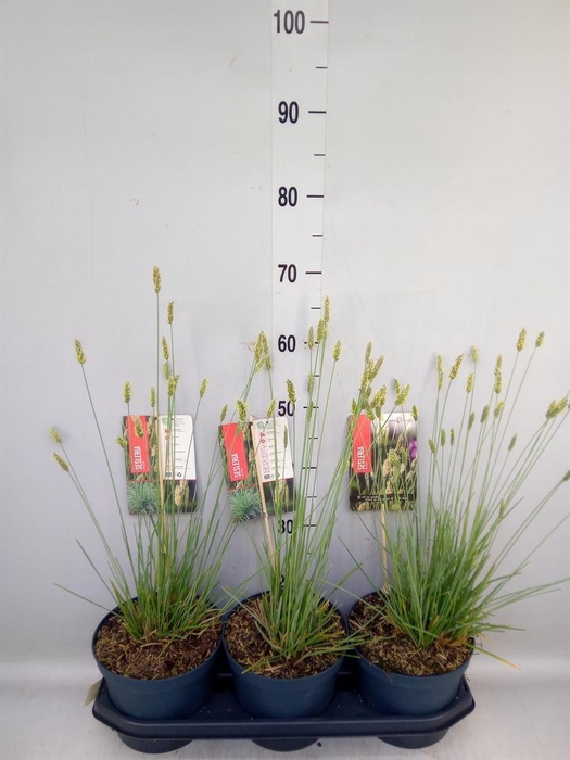 <h4>Sesleria nitida</h4>
