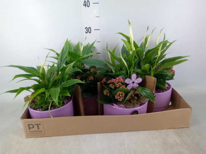 <h4>Arr.    Planten  L%</h4>