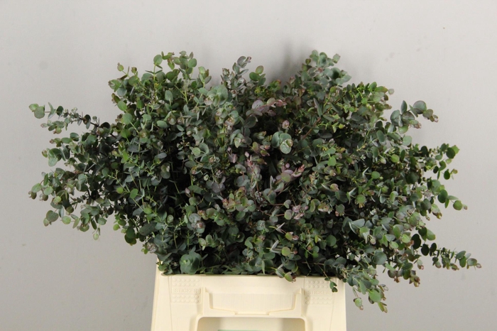 <h4>EUCA GU AZURA 45CM</h4>