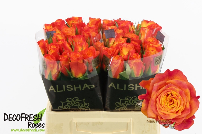 <h4>R Gr New Horizon Extra Alisha</h4>