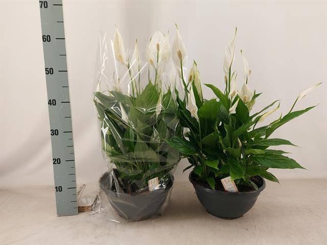 <h4>SPATH CHOPIN</h4>