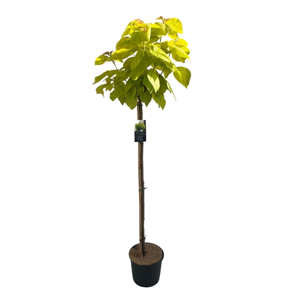 <h4>Catalpa big. 'Aurea' stam 120</h4>