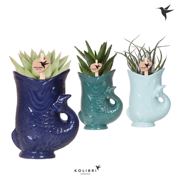 <h4>Kolibri Greens Succulenten mix in Fish pot blue mix</h4>