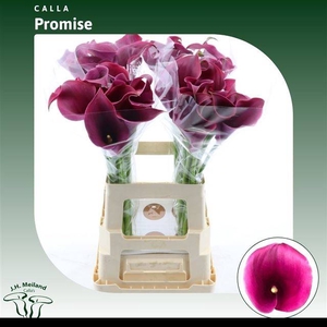 Zantedeschia captain promise