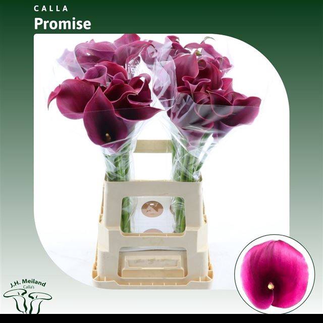 <h4>Zantedeschia captain promise</h4>