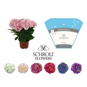 HYDRANGEA MACROPHYLLA p10.5