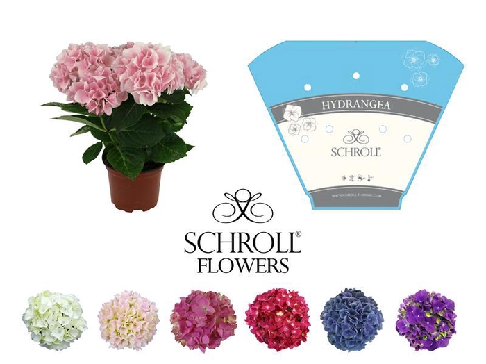 <h4>HYDRANGEA MACROPHYLLA</h4>