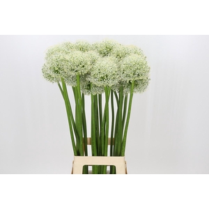 Allium White Giant