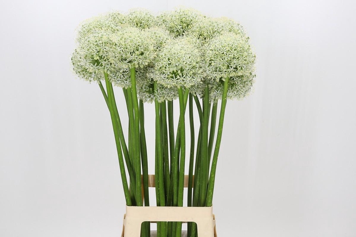 <h4>Allium White Giant</h4>