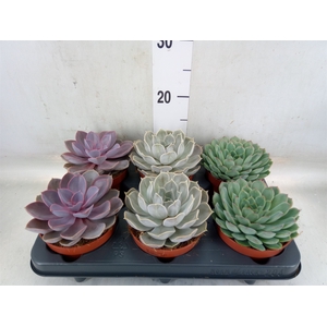 Echeveria   ...mix