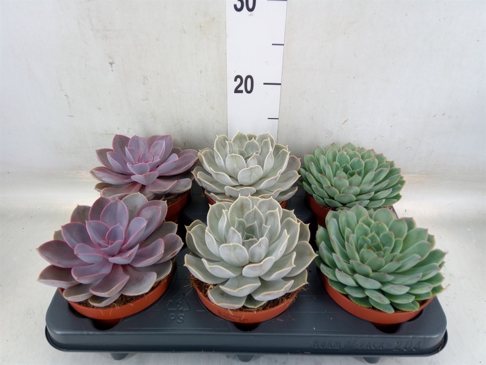 <h4>Echeveria   ...mix</h4>