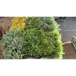 SEDUM GEM