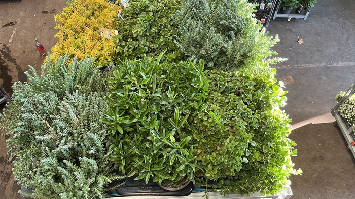 <h4>SEDUM GEM</h4>