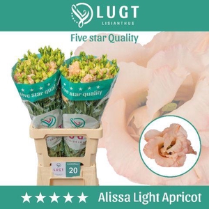 Lisianthus Alissa Light Apricot 996