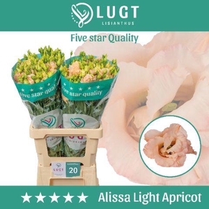 Lisianthus Alissa Light Apricot 996