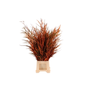 Grevillea Delux