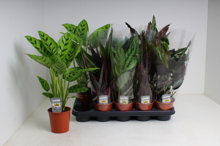 <h4>CALAT GEM 5 SRT</h4>