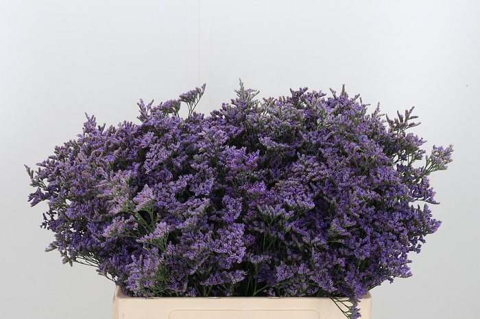 <h4>Lim Saf Classic Blue</h4>