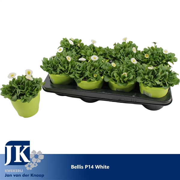 <h4>Bellis p14 TST pot white</h4>