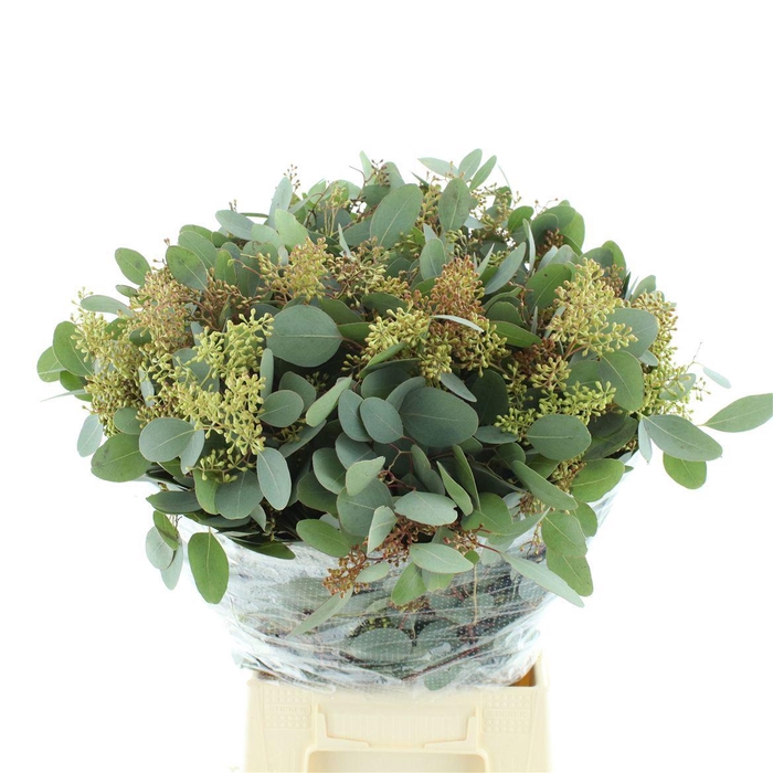 <h4>EUC POLYAN FRUI P BS</h4>