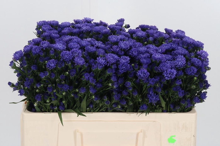 <h4>Ast Astee Dark Milka</h4>