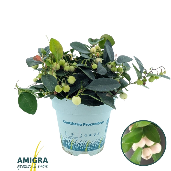 <h4>Gaultheria Proc. "Ciao Bella" White</h4>