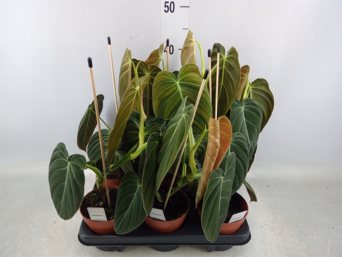 <h4>Philodendron melanochrysum</h4>