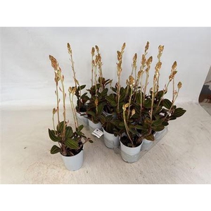 Lud Discolor 2 Branches