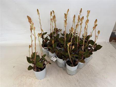 <h4>Lud Discolor 2 Branches</h4>