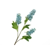 Buddleja Blue