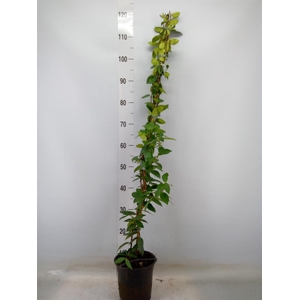 Trachelospermum jasm.