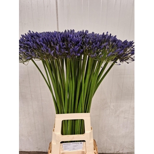 AGAP BLUE GIANT