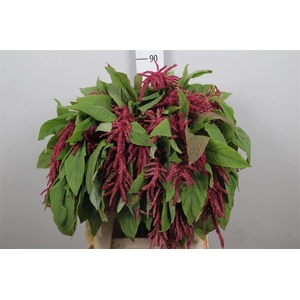 Amar Ca Lov Li Bleed