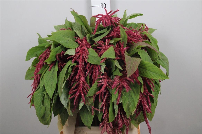 <h4>Amar Ca Lov Li Bleed</h4>