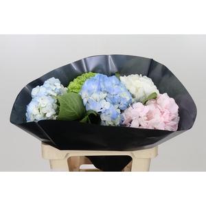 Hydrangea Premium Mix