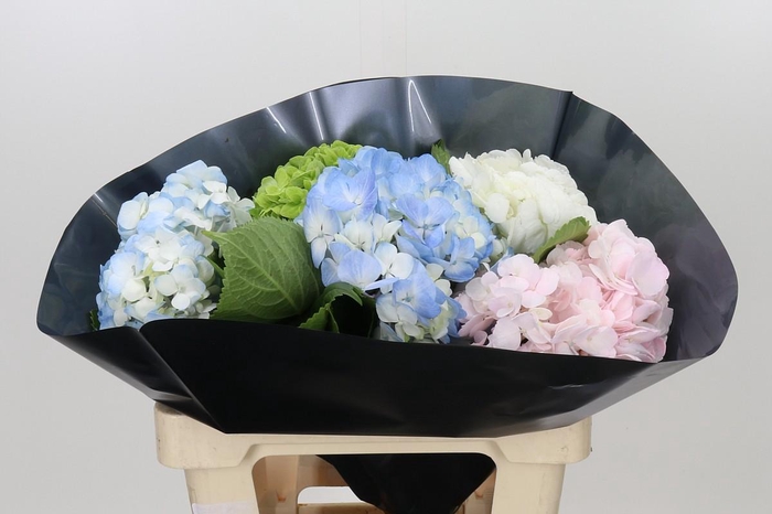 <h4>Hydrangea Premium Mix</h4>