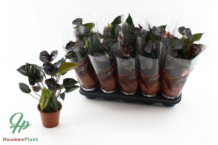 <h4>ANTHU BLACK LOVE</h4>