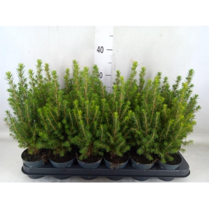 Picea glauca 'Perfecta'