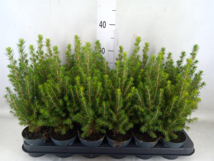 <h4>Picea glauca 'Perfecta'</h4>