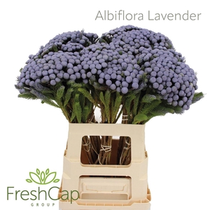 Albiflora Lavender
