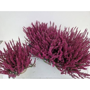 CALLU GA G AMETHYST P12