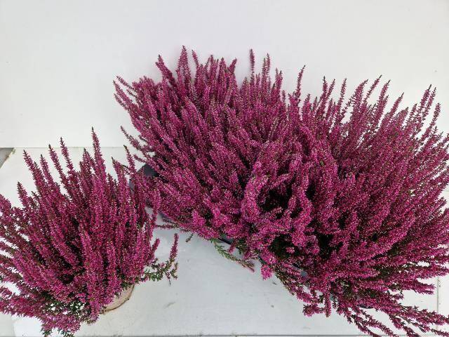 <h4>CALLU GA G AMETHYST</h4>