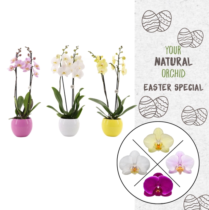 <h4>Your Natural Orchid | Mix in lisa Pasen | Phalaenopsis 2 spike</h4>