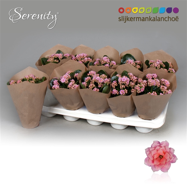 <h4>Kal Serenity Rosa Papersleeve</h4>