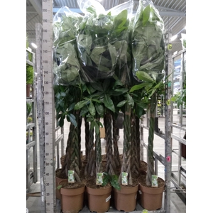 Pachira aquatica