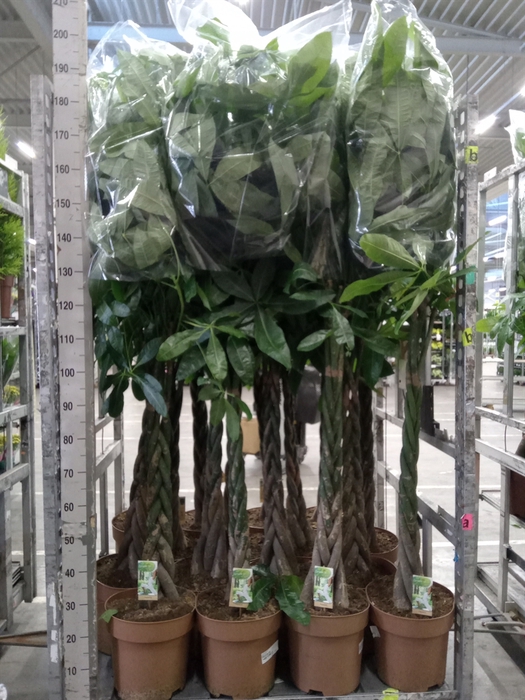 <h4>Pachira aquatica</h4>