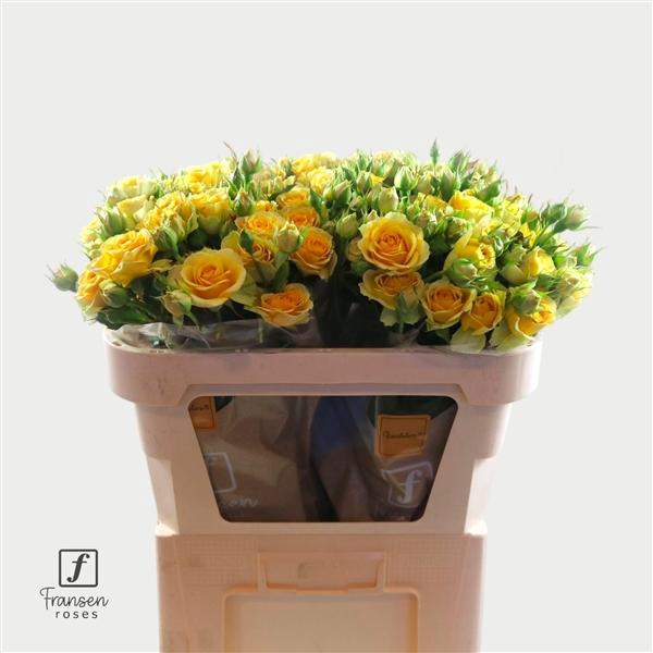 <h4>R TR Bandolero 70cm</h4>