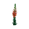 BOCA DE LEAO LARANJA 070 CM