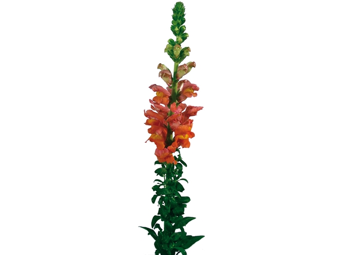 BOCA DE LEAO LARANJA 070 CM
